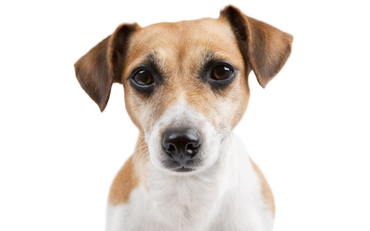 Джек Рассел терьер морда