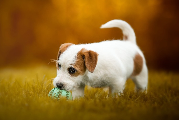 Джек-Рассел-терьер кудрявый