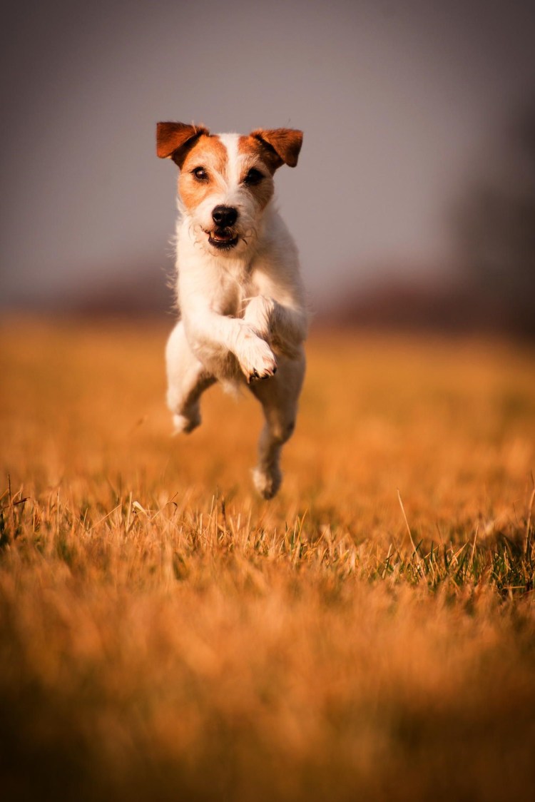 Милые Джек Рассел терьер