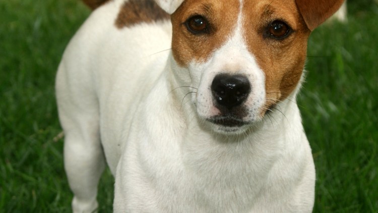 Джек Рассел черный