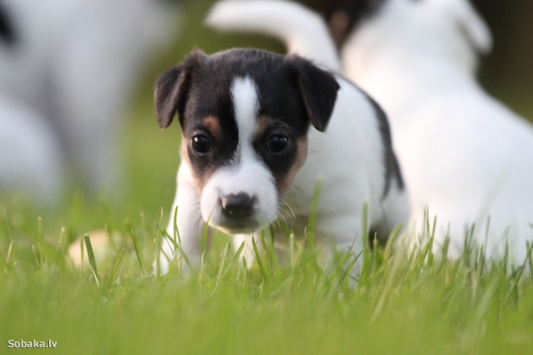 Порода собак Джек-Рассел терьер черная