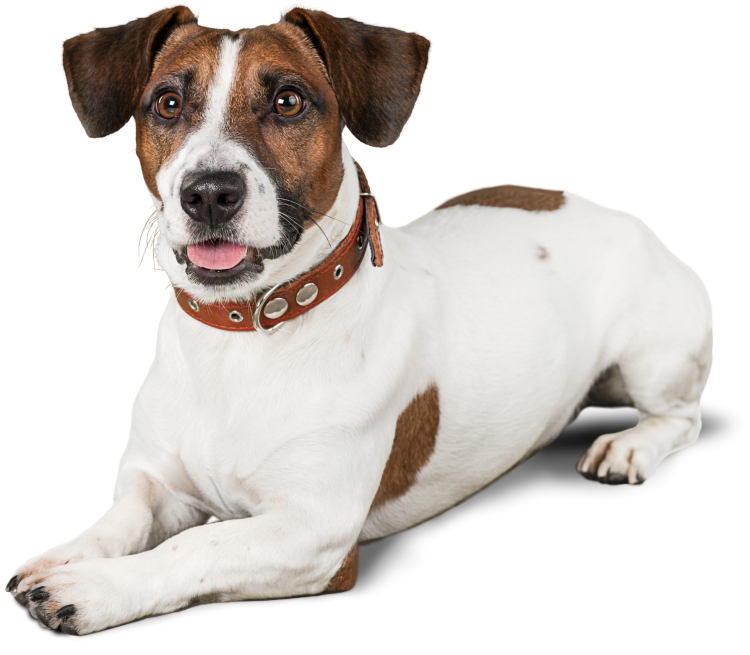 Джек Рассел на белом фоне