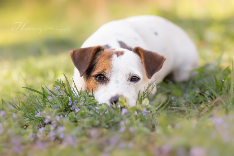 Милые собачки Джек Рассел терьер