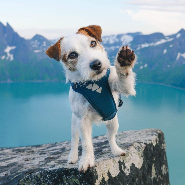 Джек Рассел собака