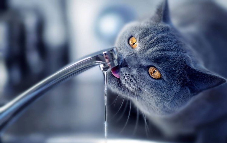 Кот пьет воду из под крана
