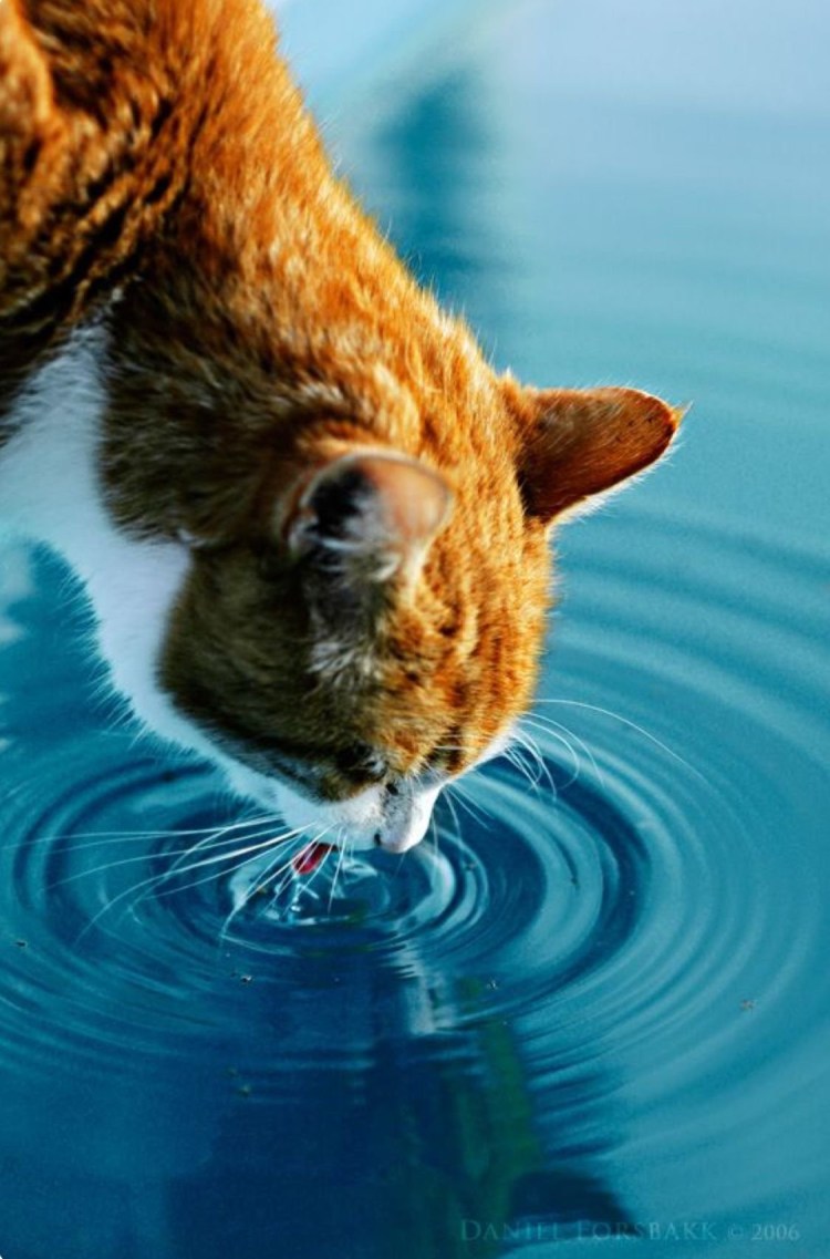 Кот пьет воду