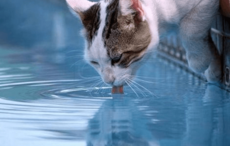 Животное пьет воду