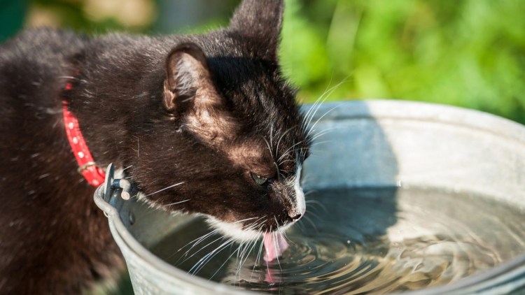 Кошка в воде