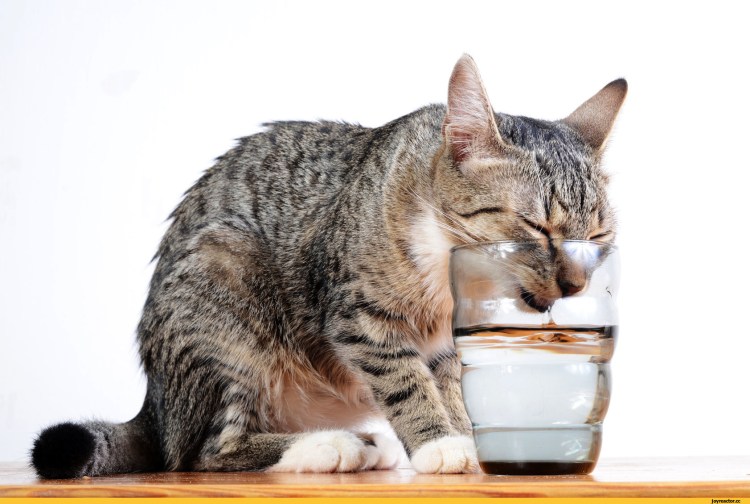 Кошка пьет воду