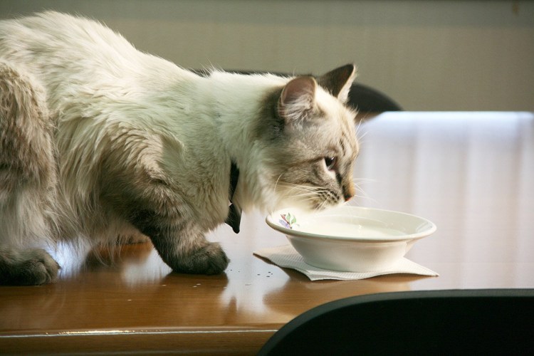 Кошка лакает молоко