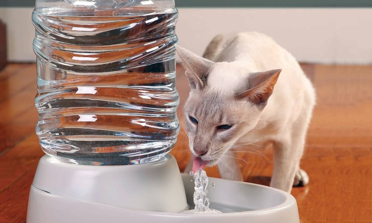 Кошка лакает воду