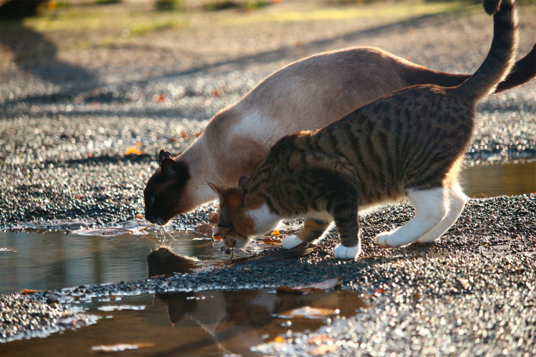 Кошка лакает из миски