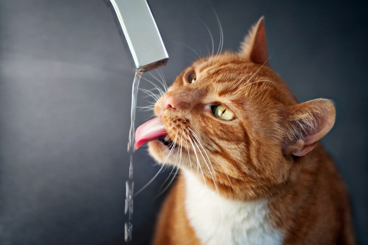 Мемы про котов по ржать