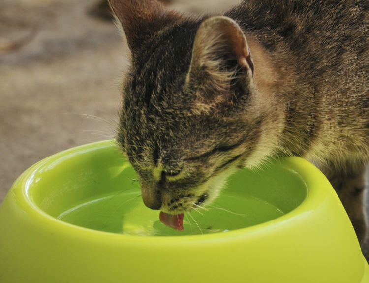 Кошка лакает