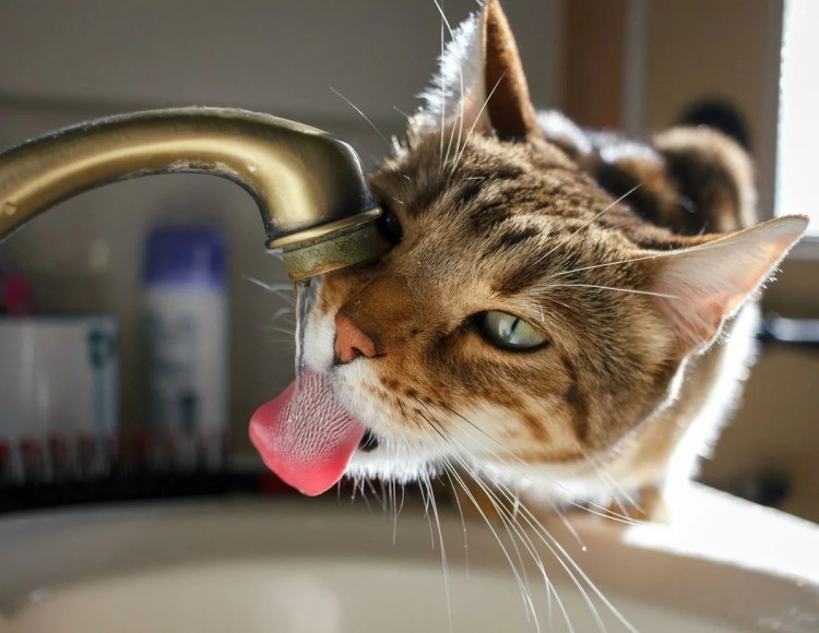 Кошка пьет воду из под крана