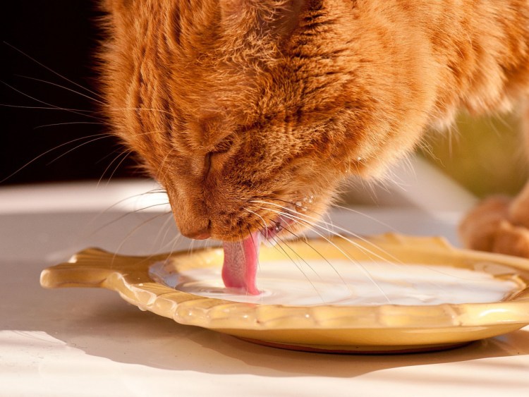 Голодная кошечка