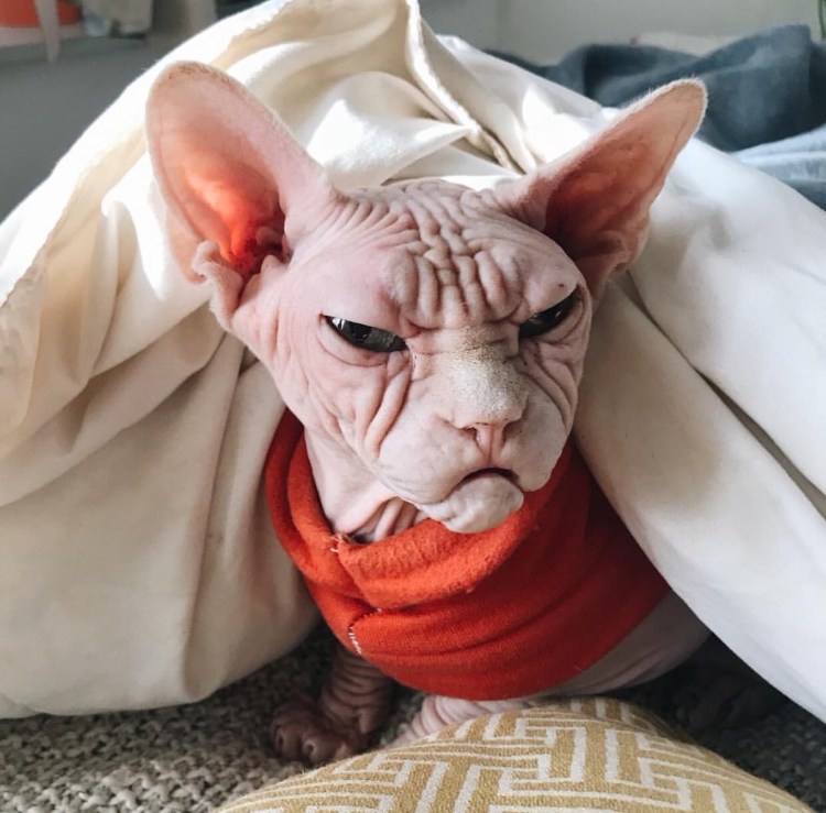 Сфинкс кошка морщинистая