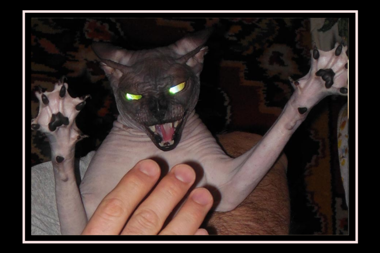 Сфинкс кошка морщинистая