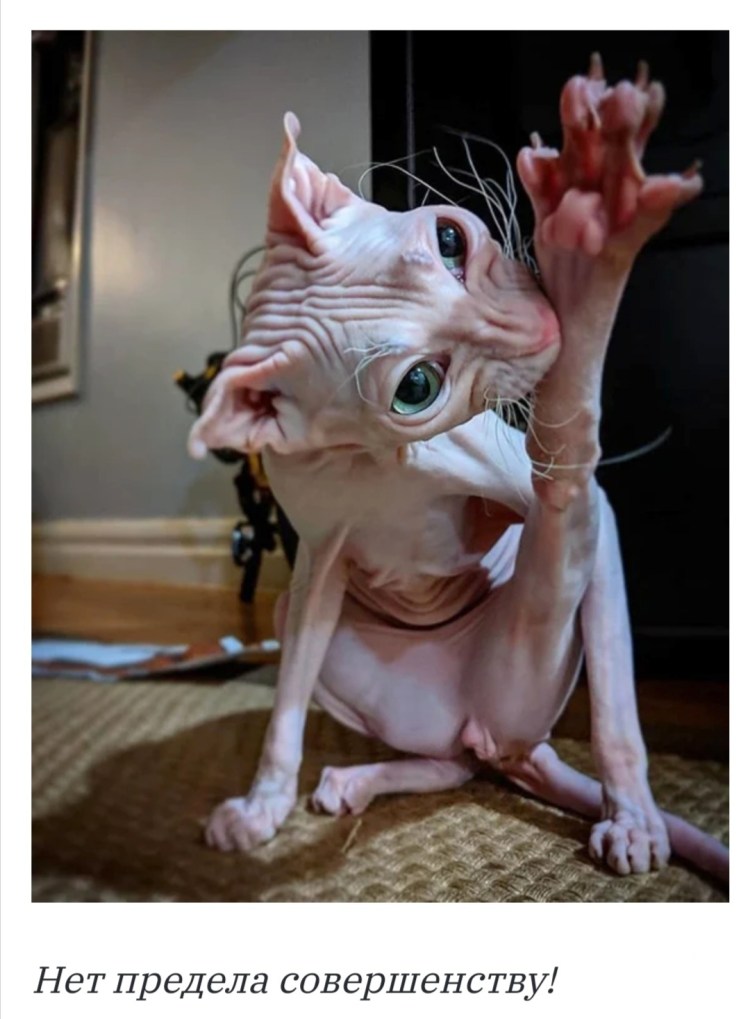 Самые худые коты в мире