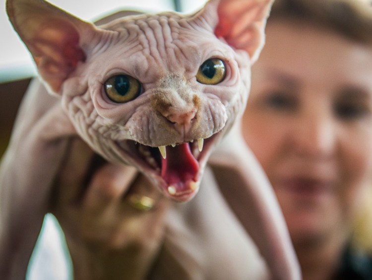 Сфинкс кошка морщинистая