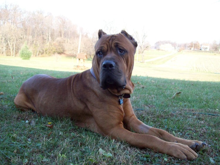 Кане Корсо рыжий с черной маской