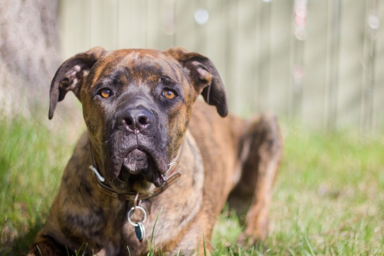 Кане Корсо тигровый