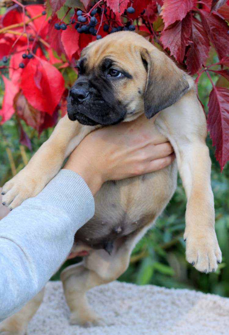 Кане Корсо рыжий