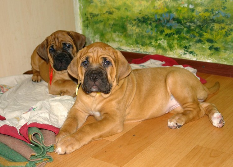 Щенок Кане Корсо рыжий