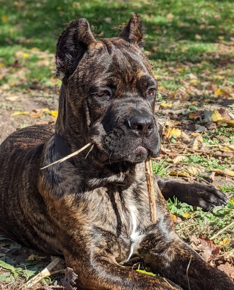Кане Корсо окрасы какие бывают