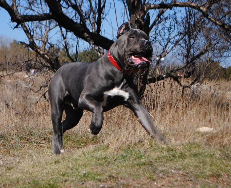 Карни Карсо каричневый