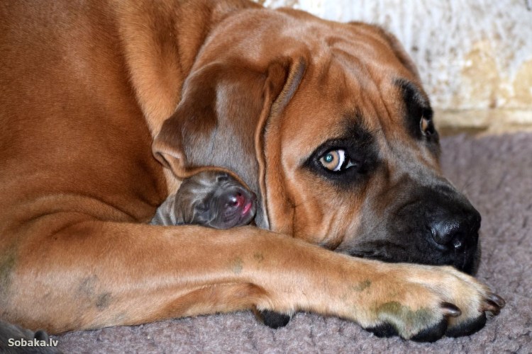 Щенки итальянский рыжий Кане Корсо