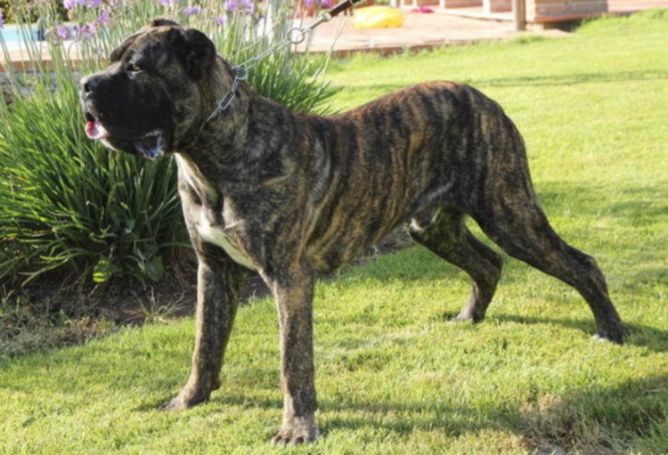 Кане Корсо рыжий