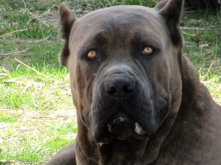 Корсо форментино