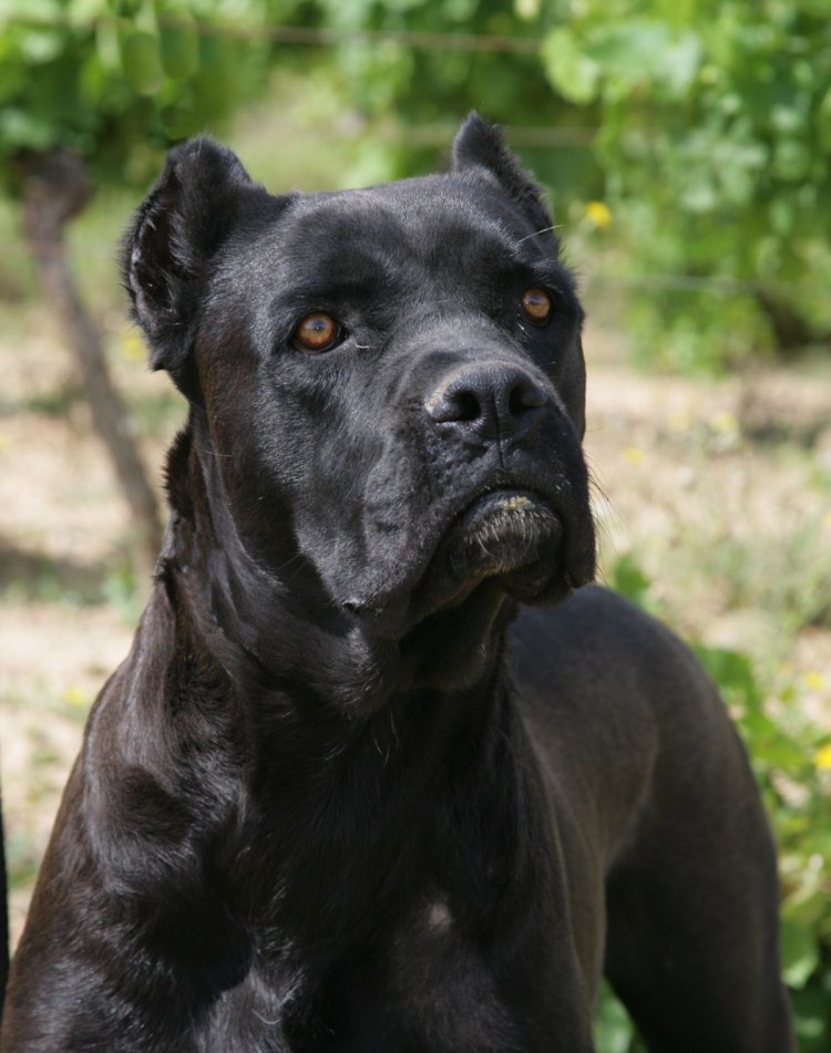 Кане Корсо тигровый