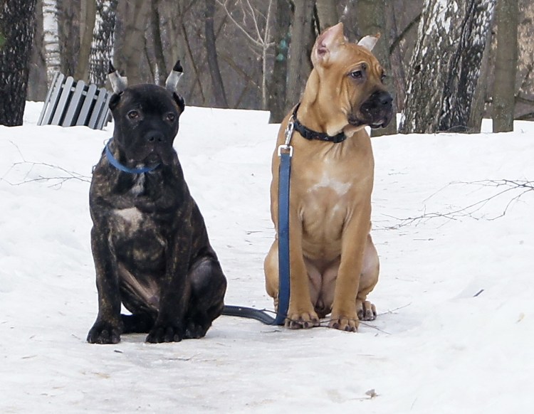 Кане Корсо песочный