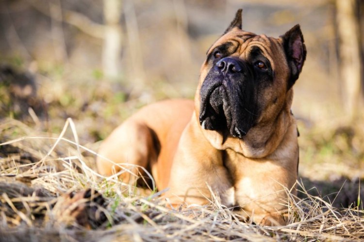 Кане Корсо черный и серый