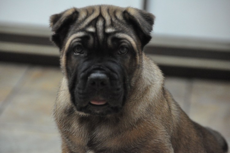 Кане Корсо тигровый