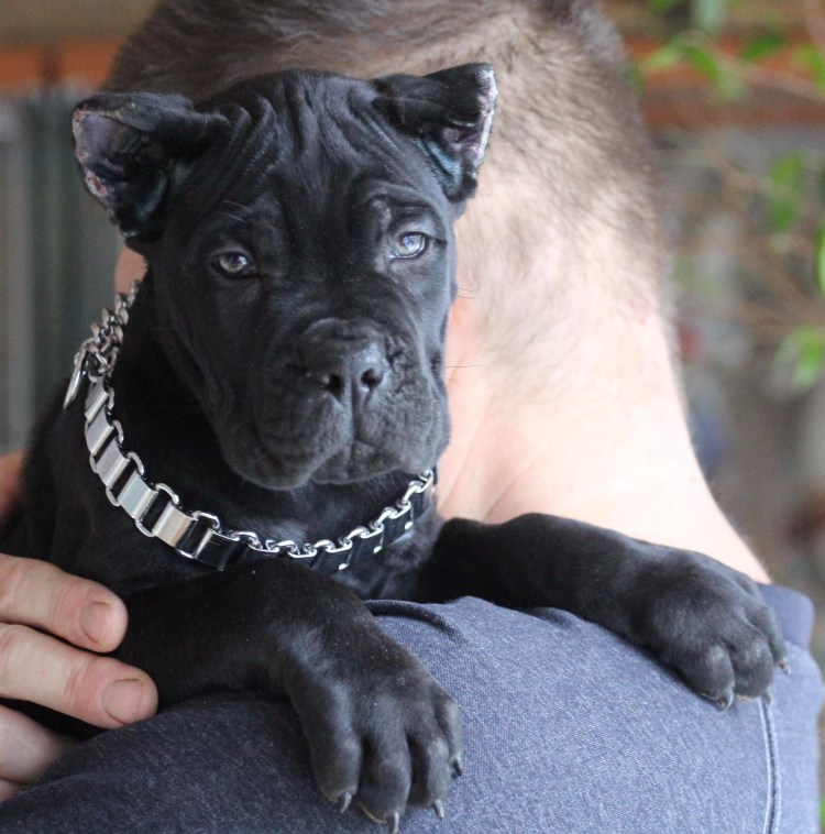 Кане Корсо окрасы