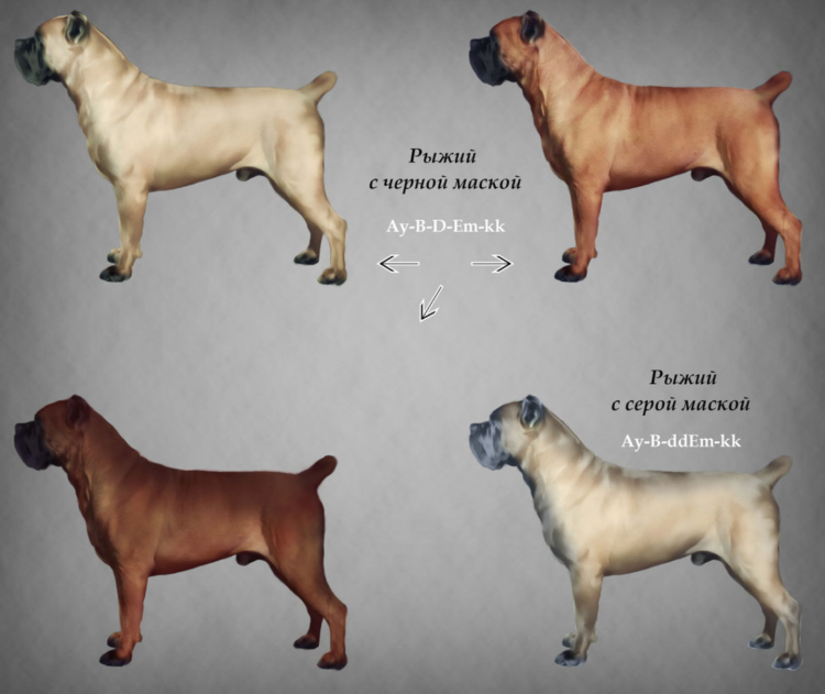 Кане Корсо Олений окрас