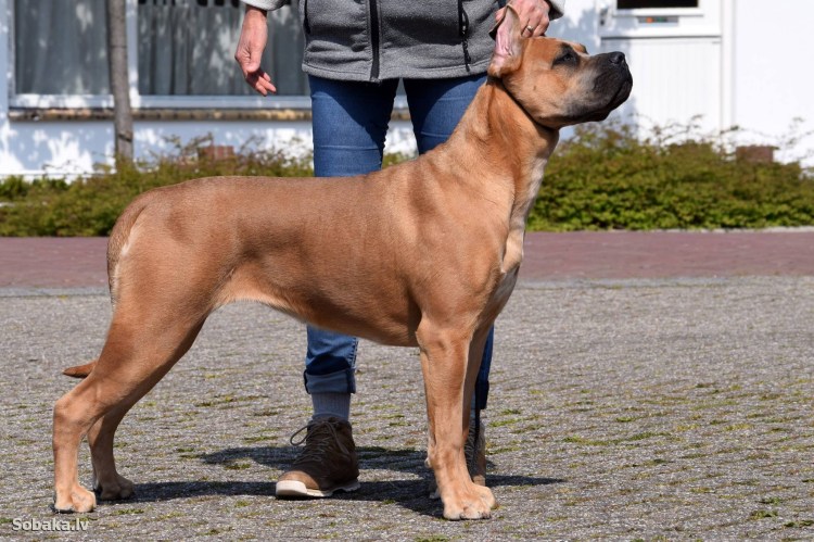 Кане Корсо цвета