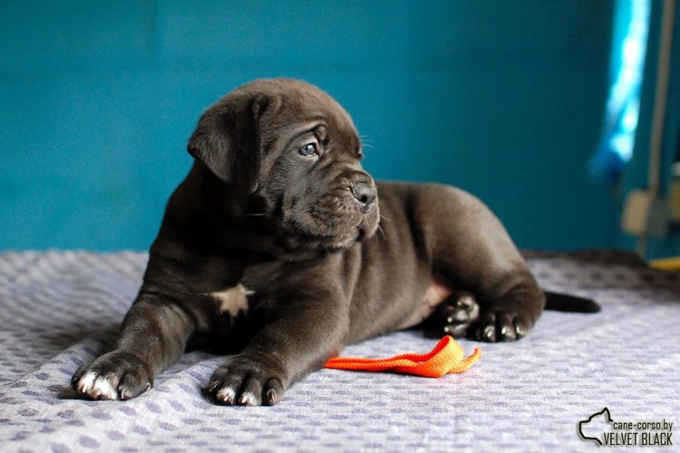 Рыжий Кане Корсо бирра