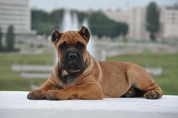 Кане Корсо рыжий окрас