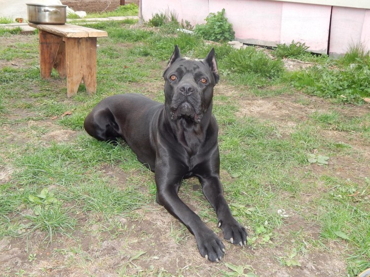 Кане Корсо белый