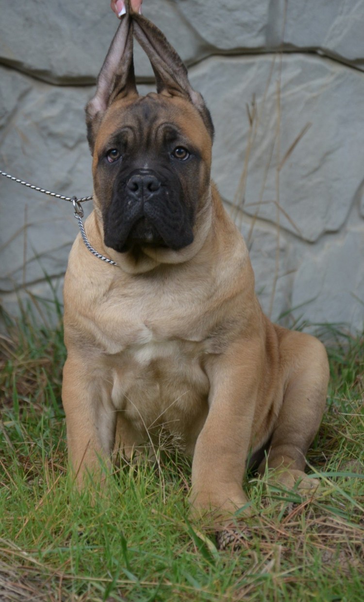 Кане Корсо окрас форментино