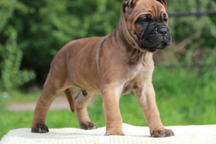 Кане Корсо палевый