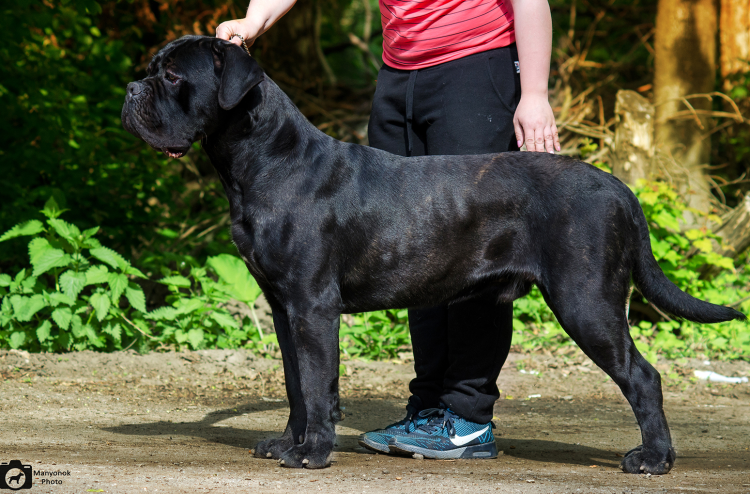 Порода собак Бульмастиф