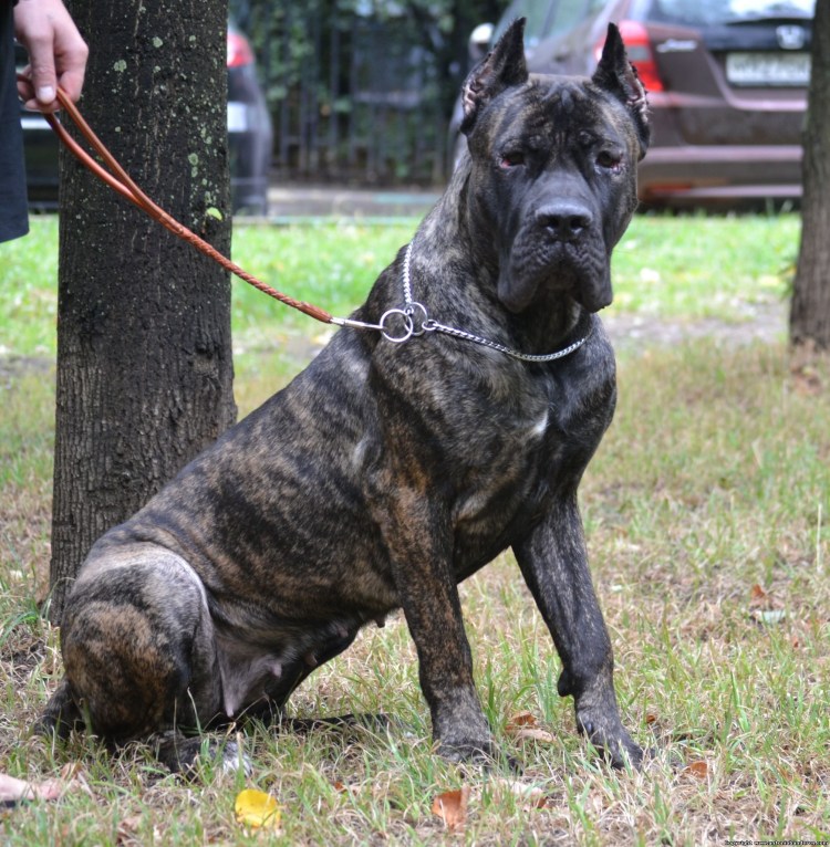 Серый Кане Корсо с чёрной маской