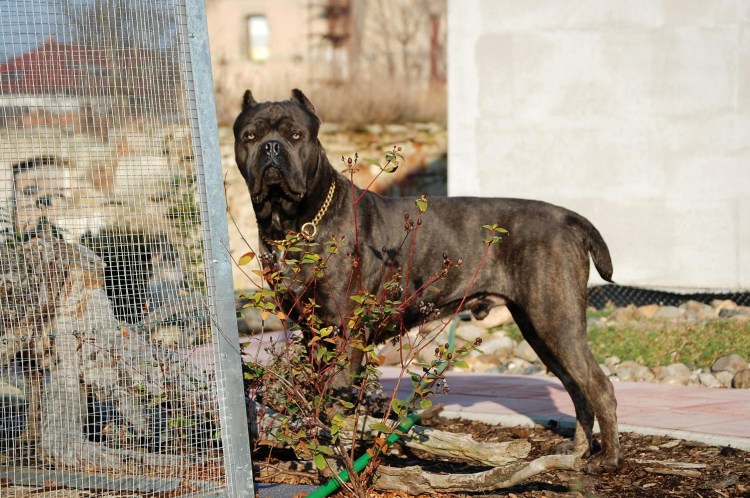 Кане Корсо собака тигровый