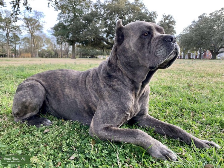 Итальянский Кане Корсо тигровый