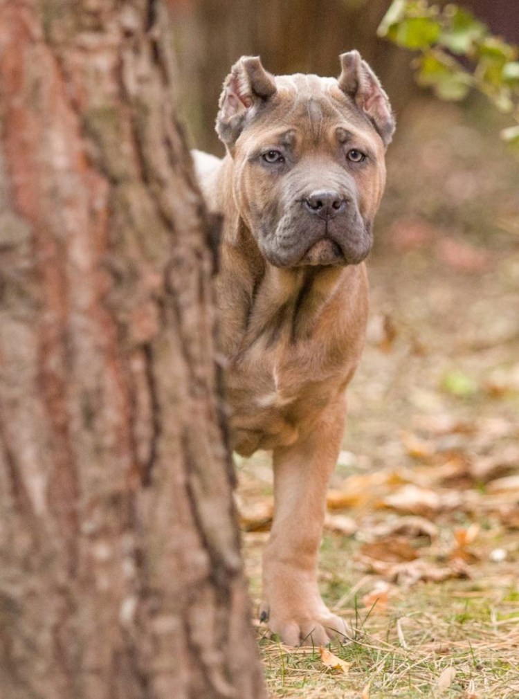 Кане Корсо форментино щенок